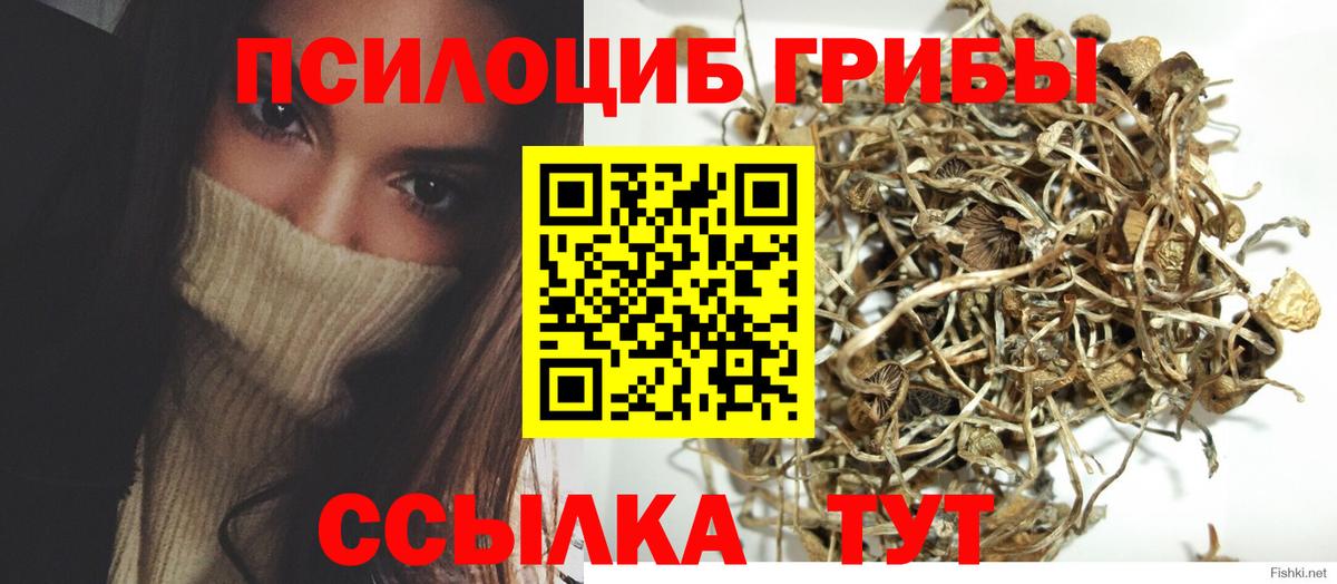 закладки  Псилоцибиновые грибы Cubensis  Вход с VPN  Димитровград 